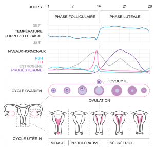 Jennifer Muller ostéopathe cycle menstruel